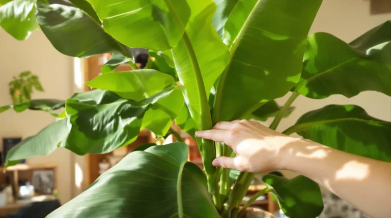 comment faire pousser un bananier sans graine