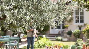 quand et comment tailler un olivier