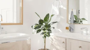 plante pour salle de bain