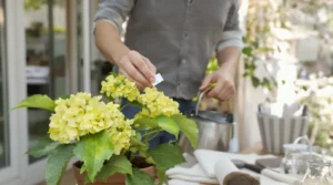 hortensia feuillage jaune