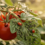 découvrez comment identifier les pucerons sur vos plants de tomates et apprenez des méthodes efficaces pour les combattre afin de protéger votre récolte.