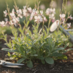 découvrez tout ce qu'il faut savoir sur la plante gaura : guide complet d'entretien et conseils pratiques pour une culture réussie.